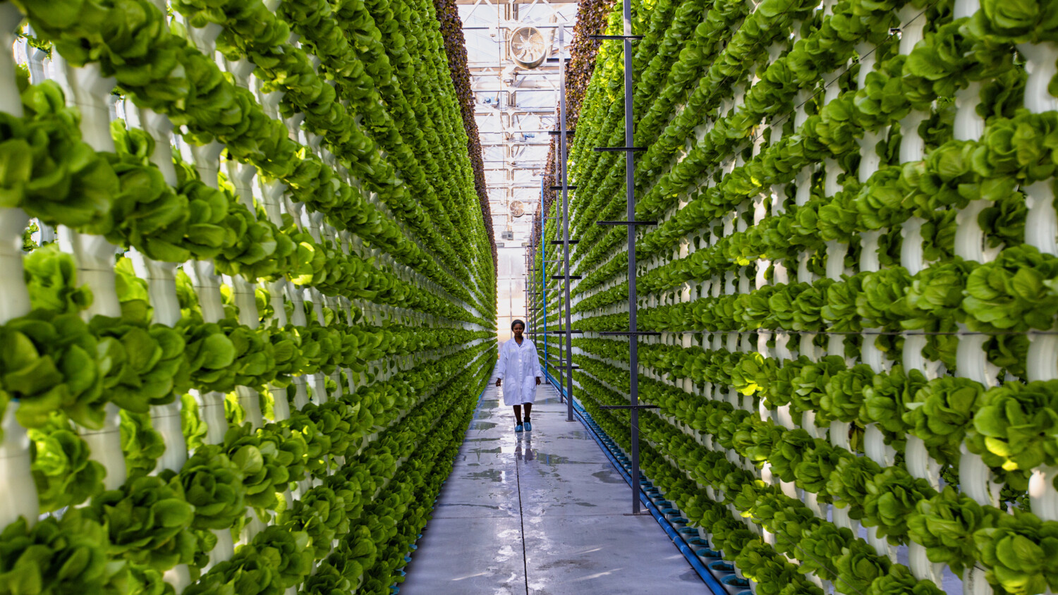 Scientist walks in vertical farm with layered green plants.