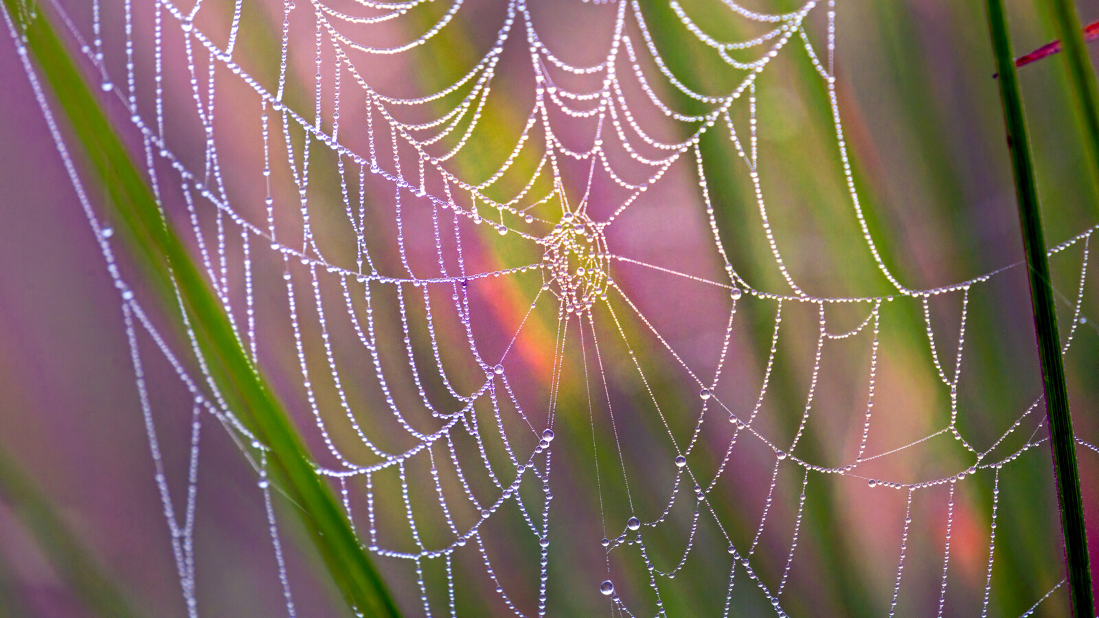 Spider web with water droplets.