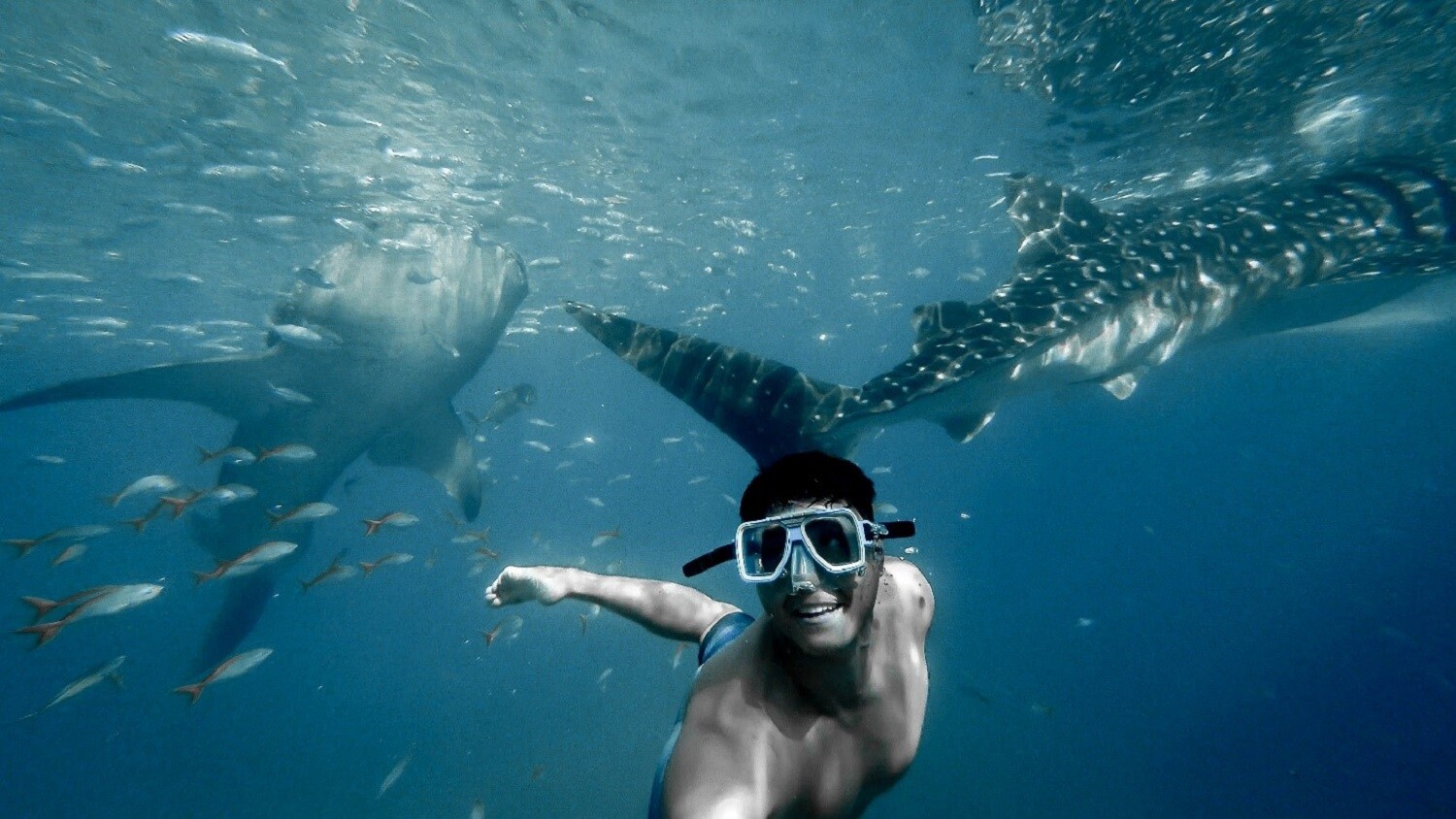 Swimming with sharks