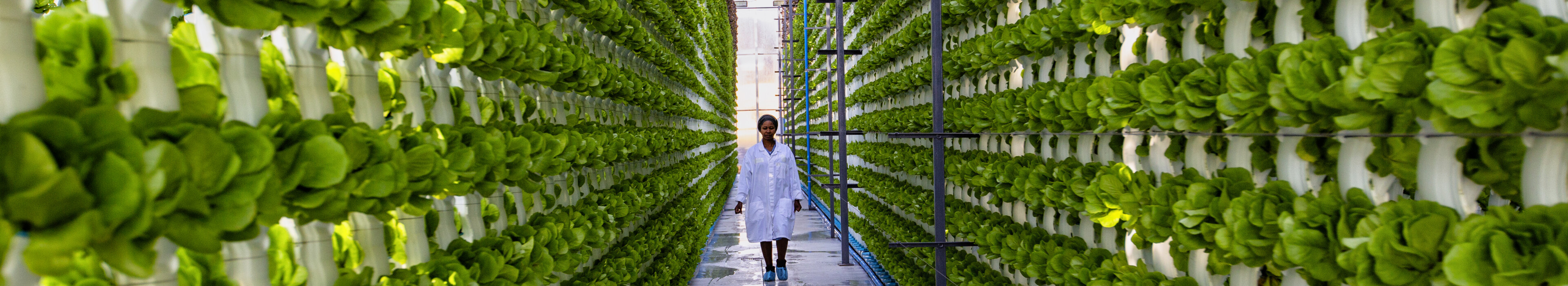 Person in white coat walking between rows of green plants in a vertical farming facility.