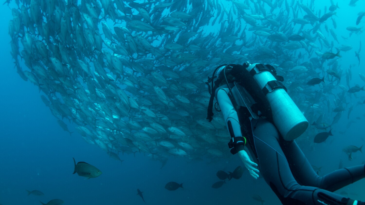 Diver and a shoal of fish.