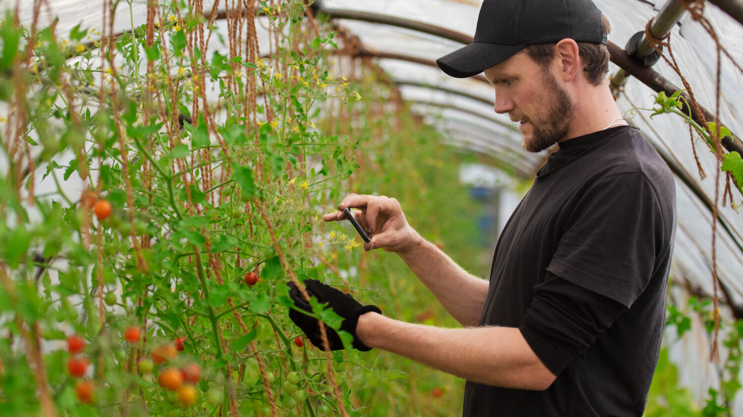 The future of consumption - green house