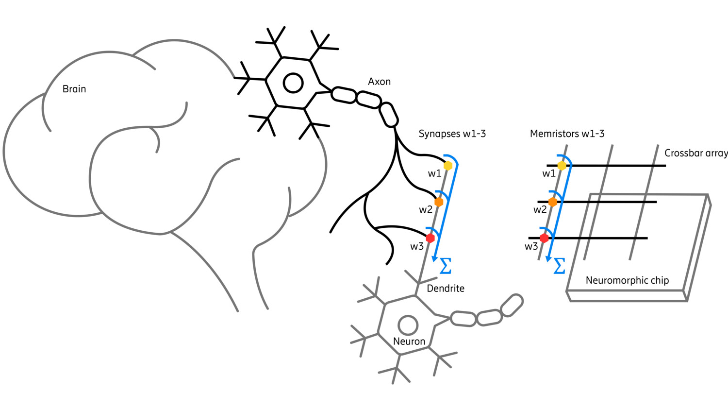 Figure 2: Inspiration from human brain to neuromorphic chip