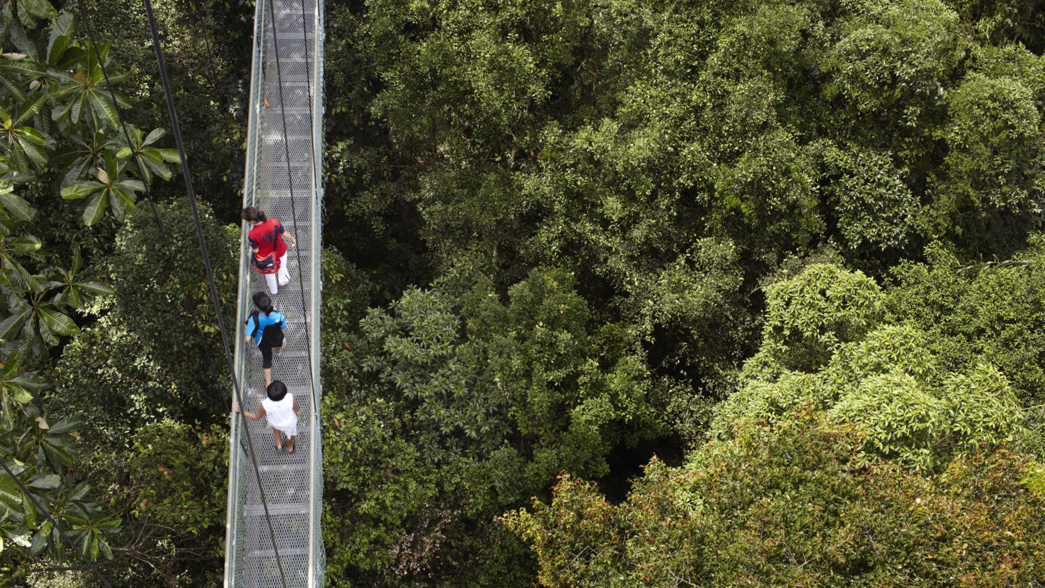 Overhead view of three people walking on a suspension bridge above a rainforest