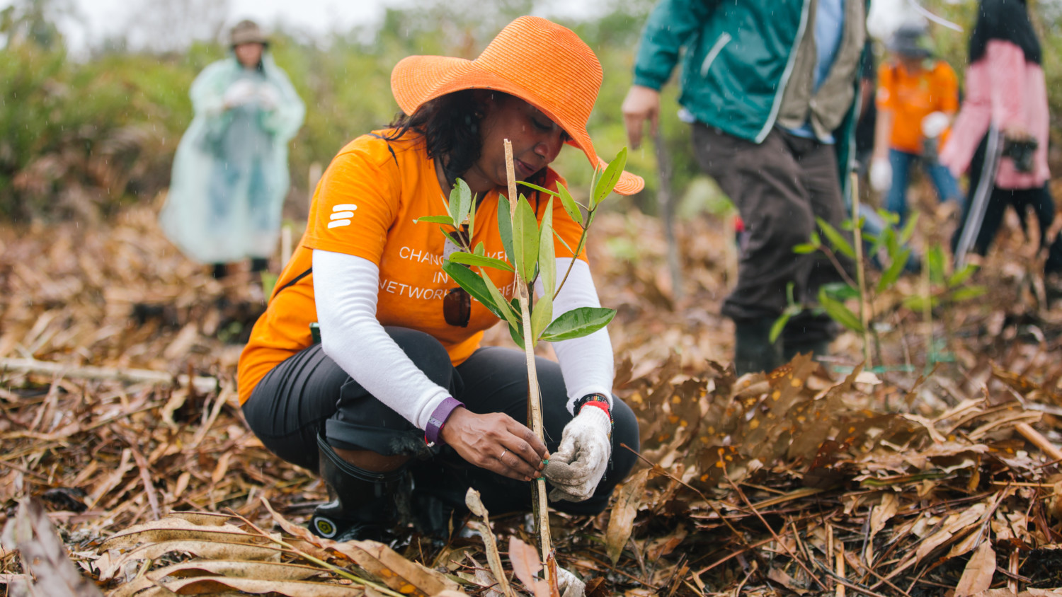 Connected Mangroves project in Malaysia