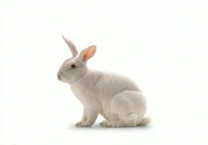 Commercial, mobile phone, model R380, "a Smartphone" (Wizard)