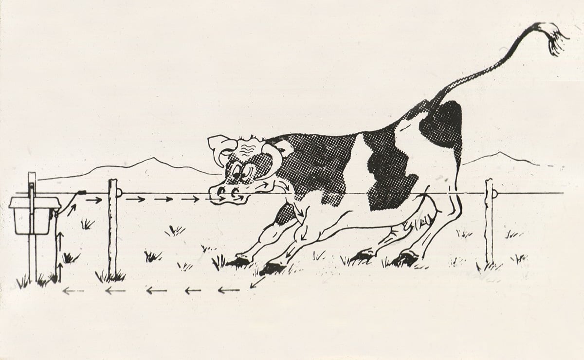 Electric fence and cow, cartoon 1967