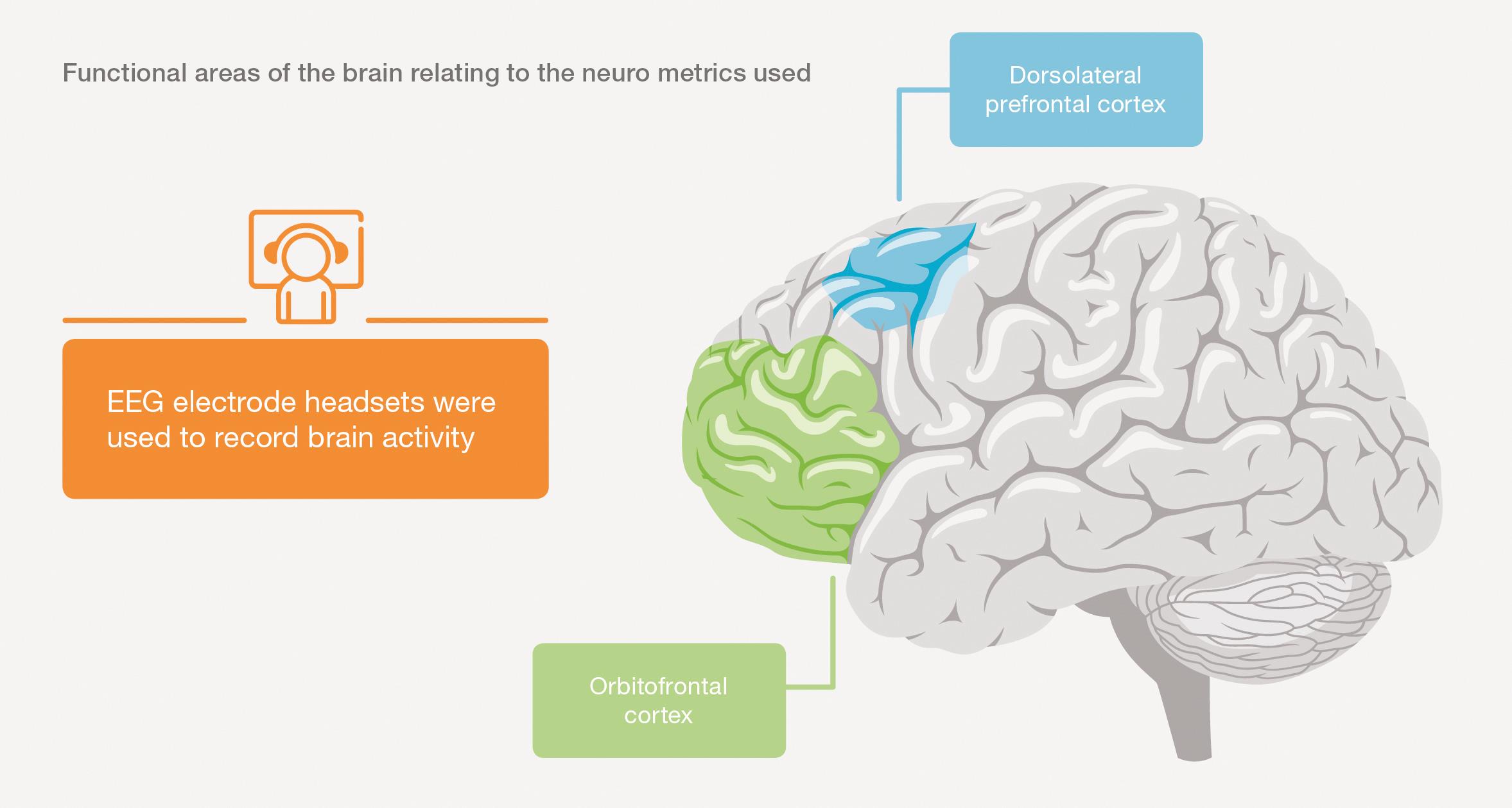 Graphic - Areas of the brain related to neurometrics