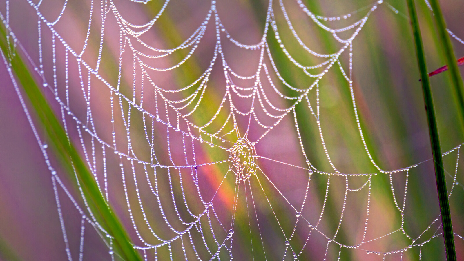 A spider web.