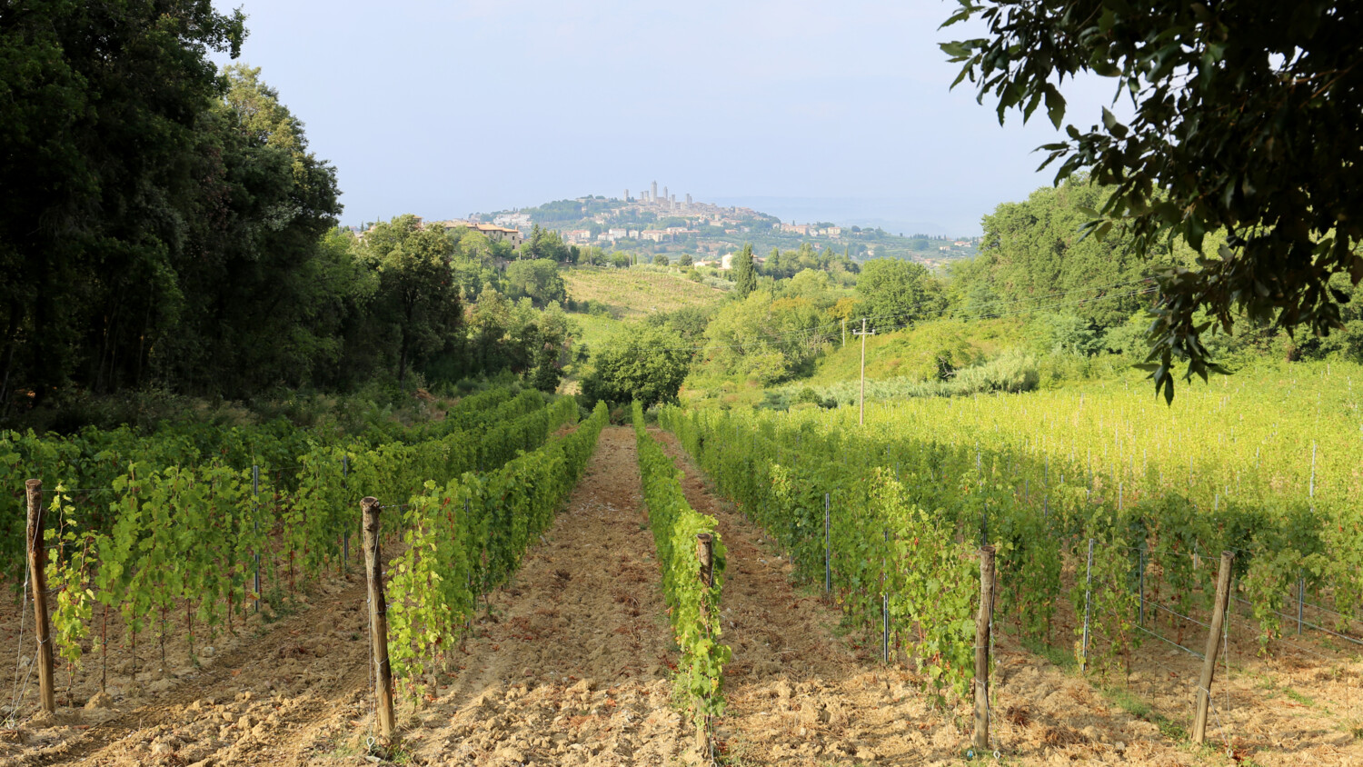 Preparando o campo para o futuro: Os usos do 5G na agricultura