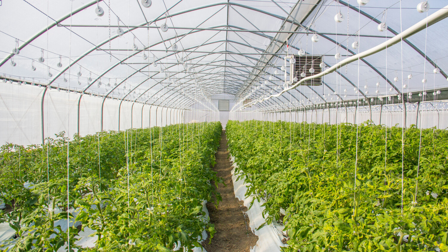 ACE-OAuth: Standard for lightweight authorization