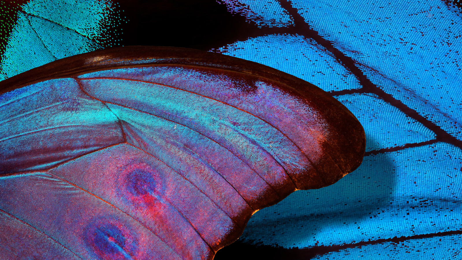 The butterfly effect - Biodiversity monitoring