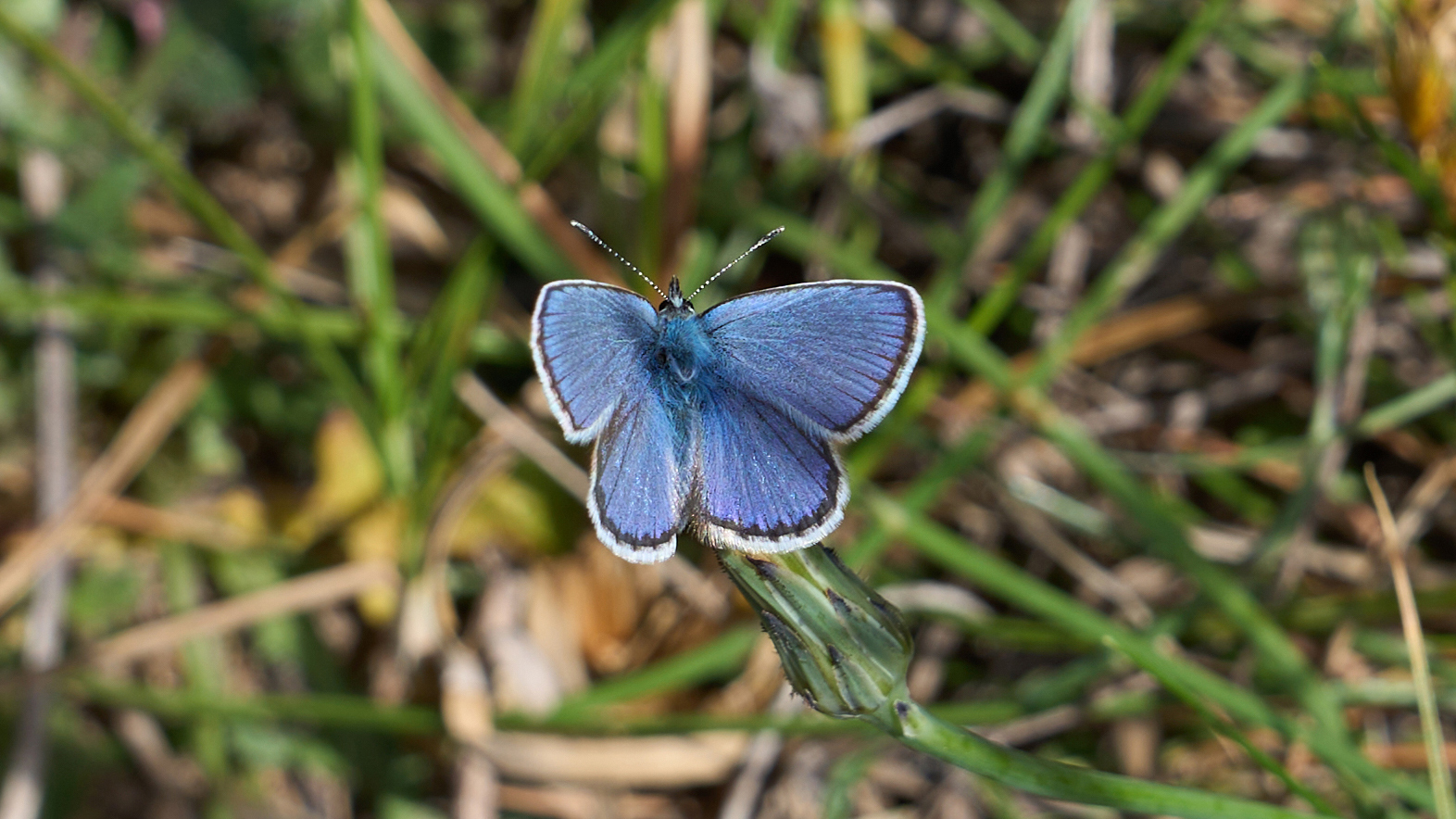Polyommatus icarus - The butterfly effect