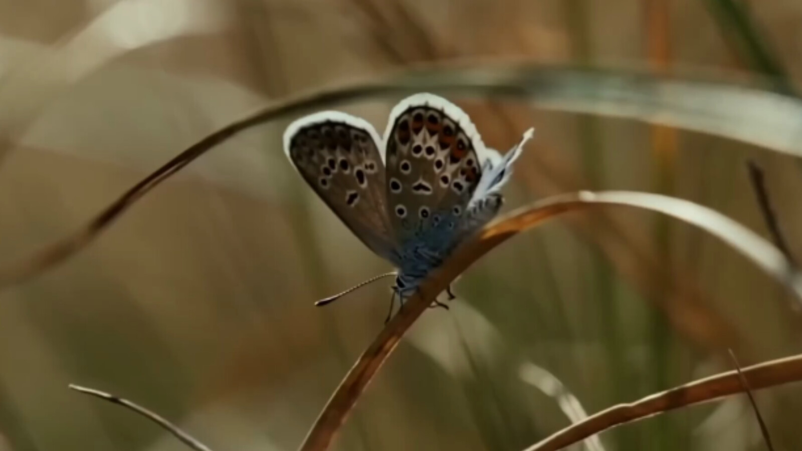 Plebejus Argus - The butterfly effect