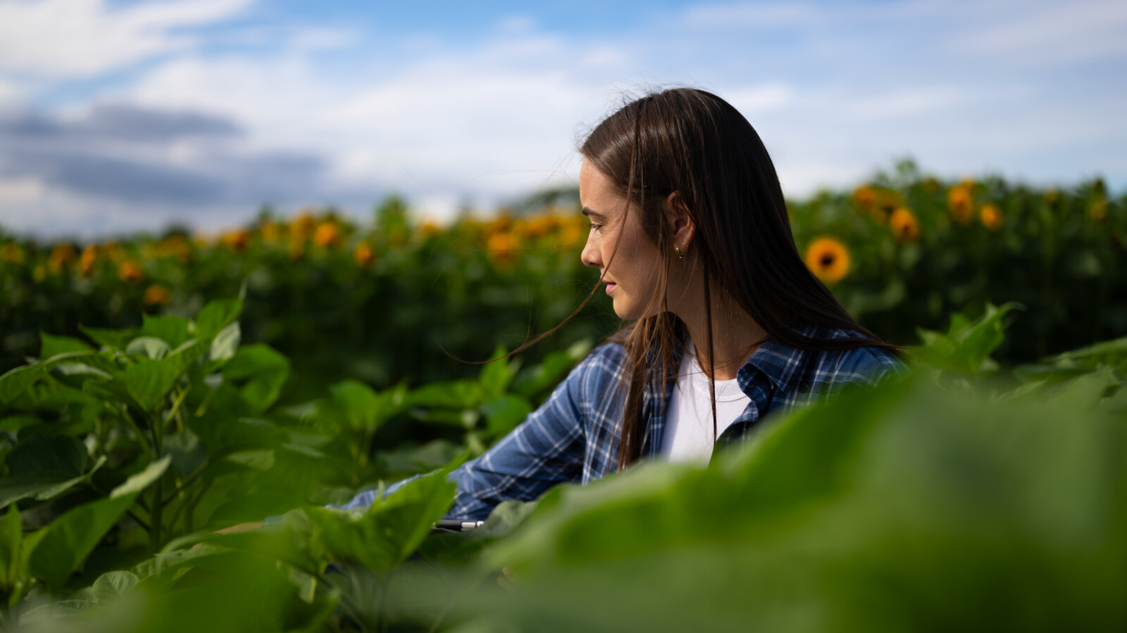 A farmer in a flower field