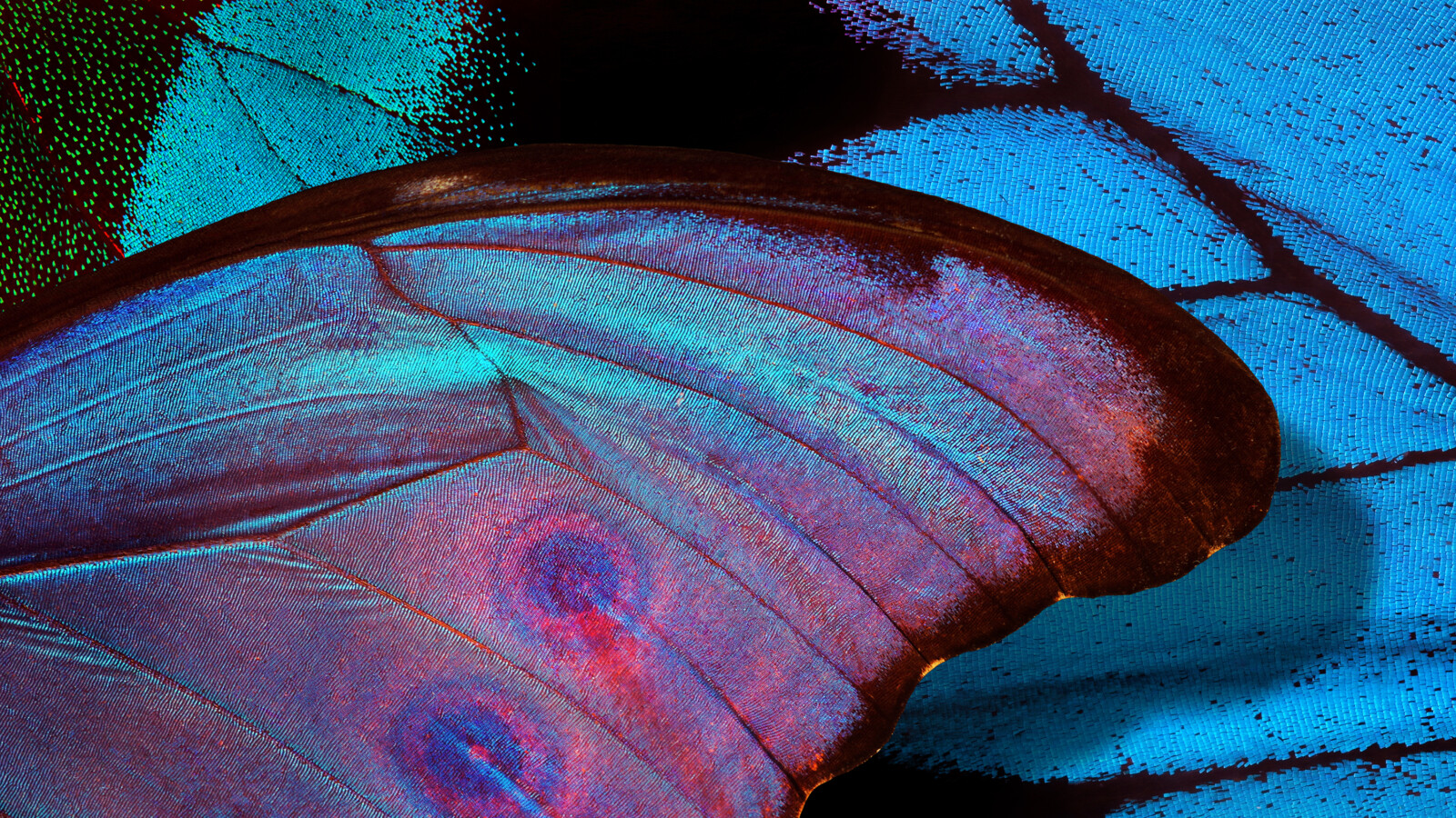 The butterfly effect