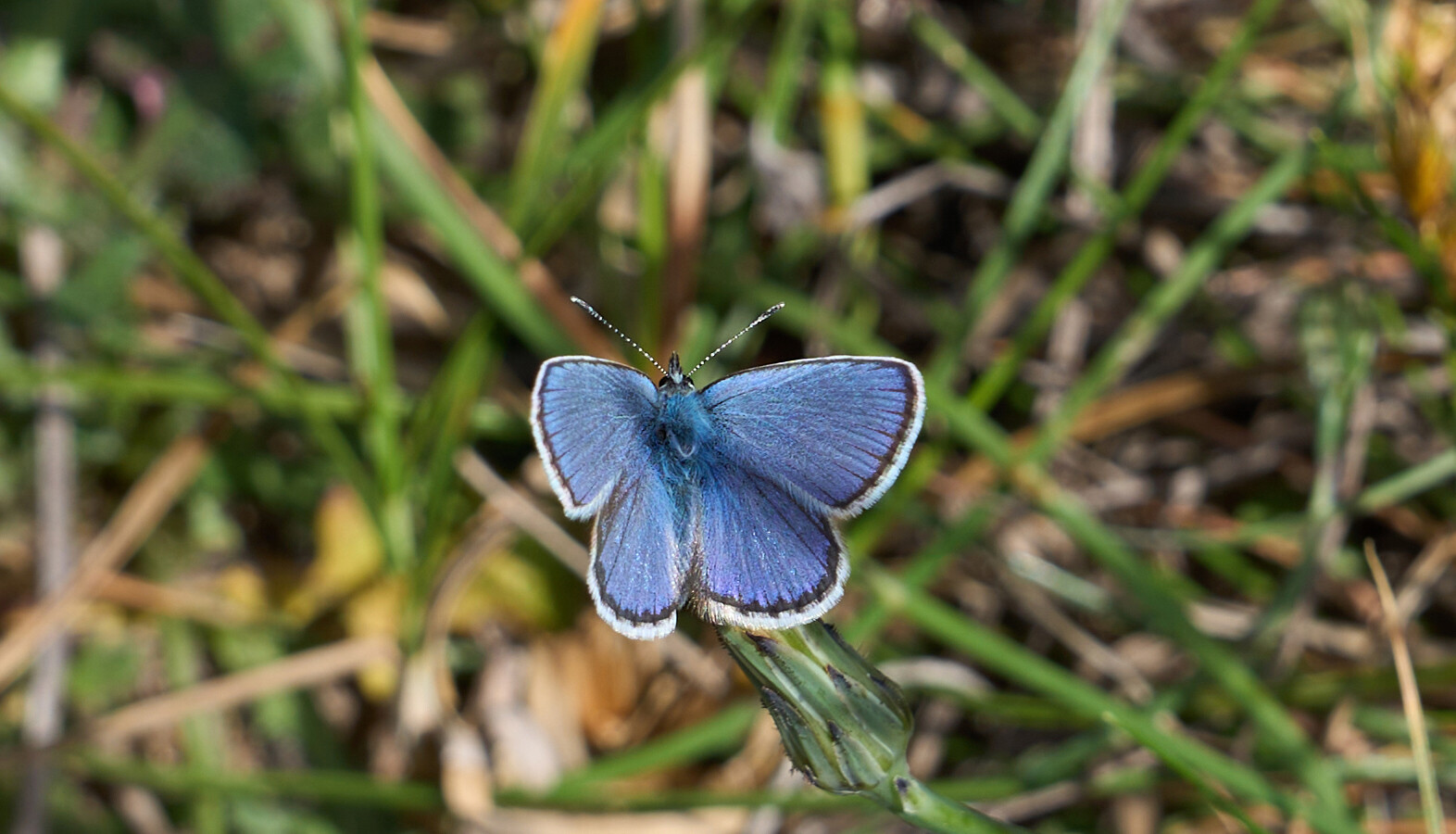 Polyommatus icarus