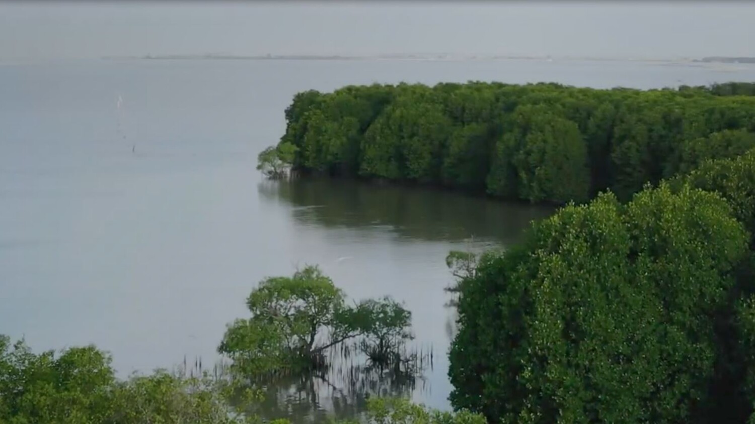 Le projet Connected Mangroves d’Ericsson