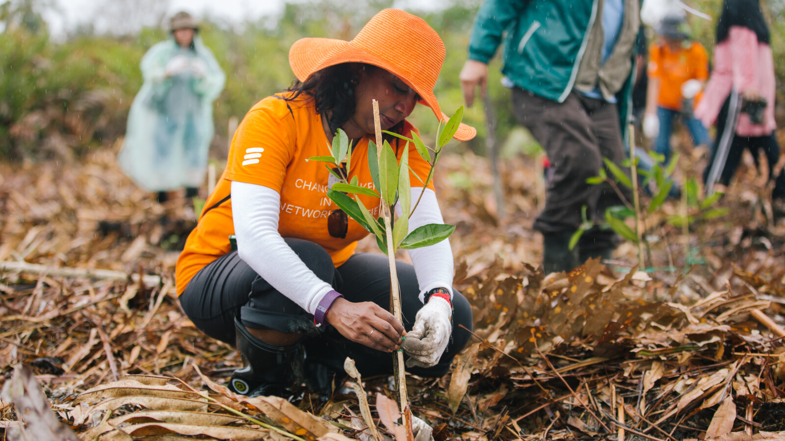 Woman planing a tree in a revitalizing the mangroves forest project.