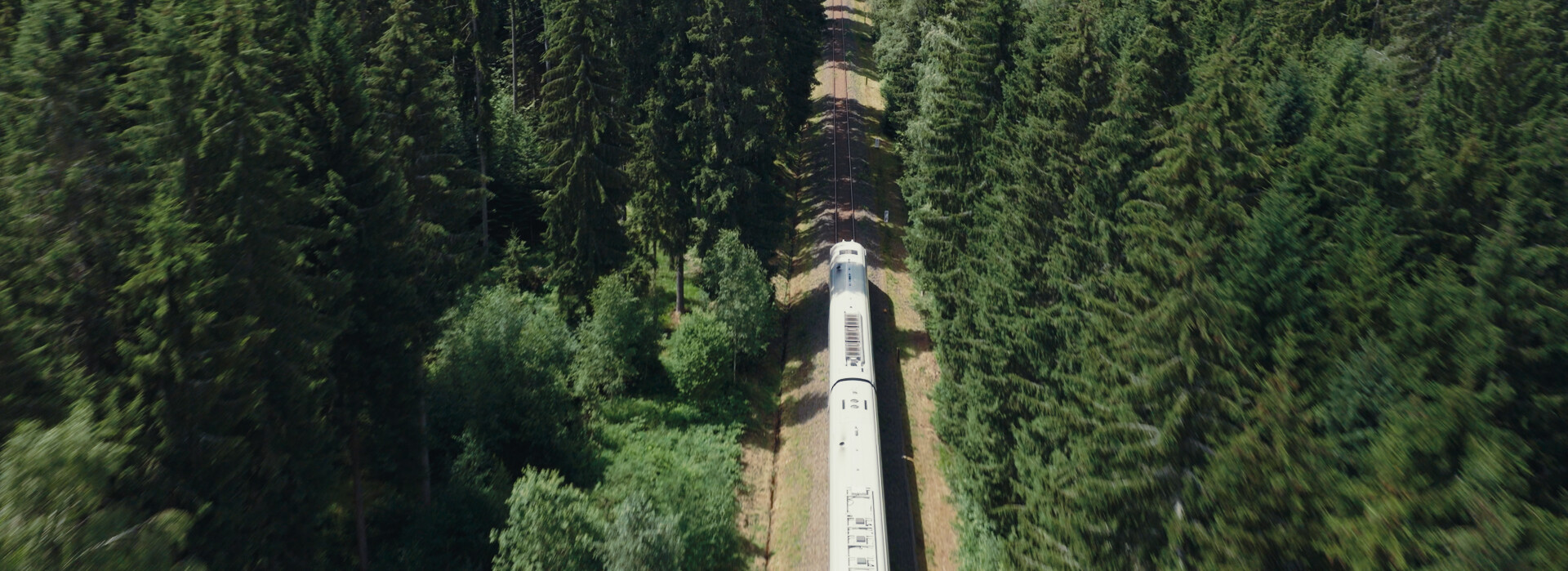 Train running through the woods