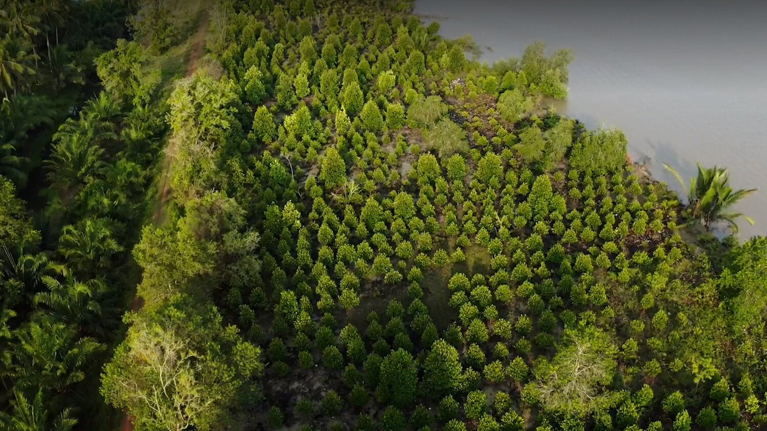 Watch Ericsson's mangroves program.