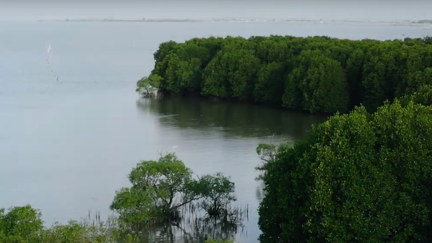 Connected Mangroves
