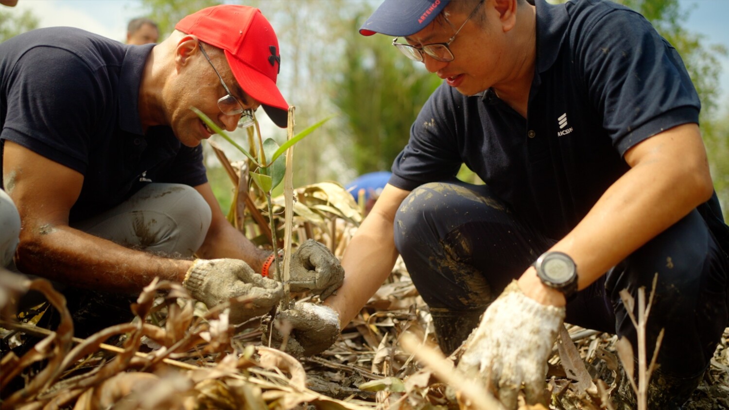 Hear the story of the Connected Mangroves.