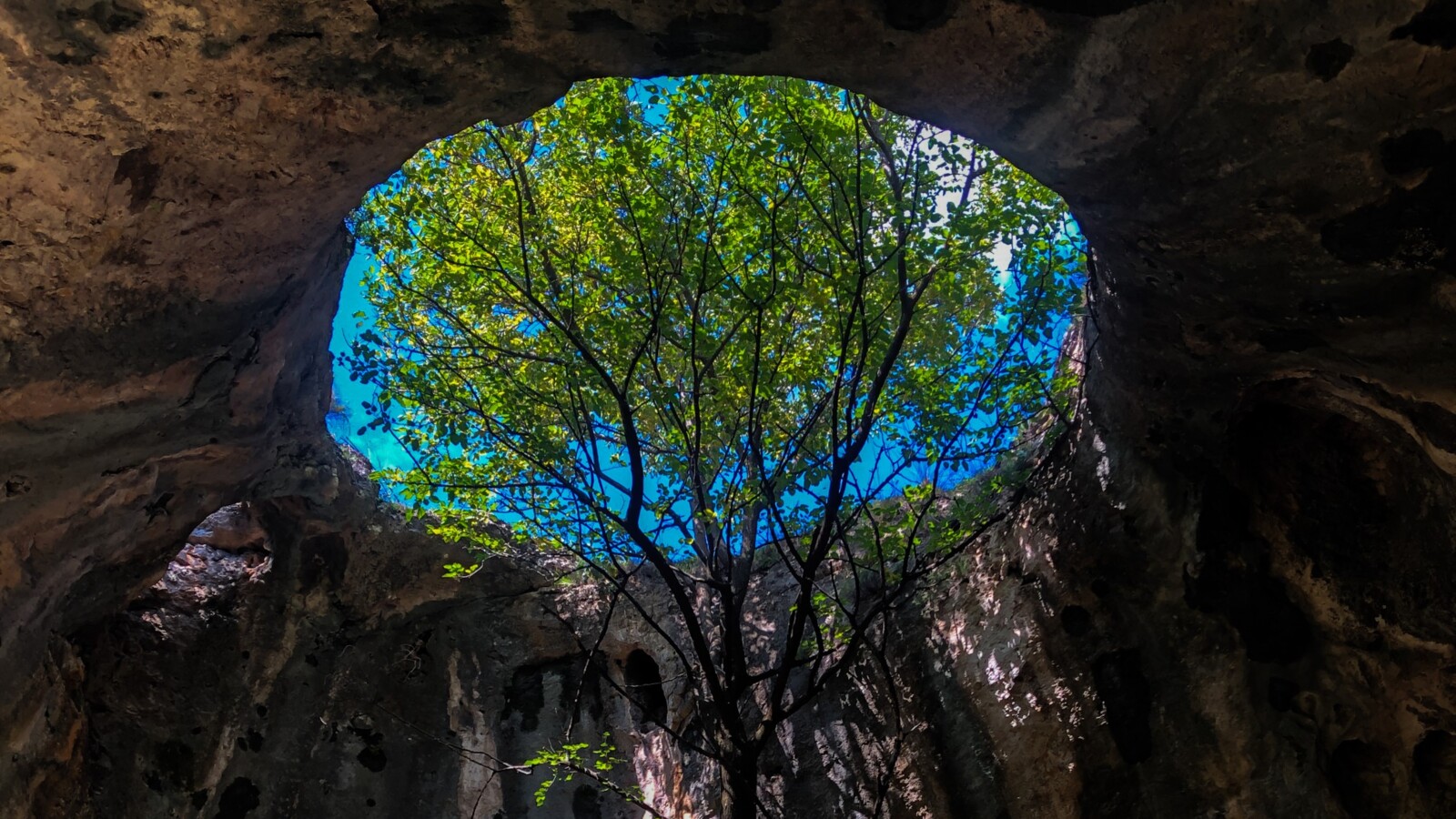 Tree growing inside a cave, reaching toward sunlight above.