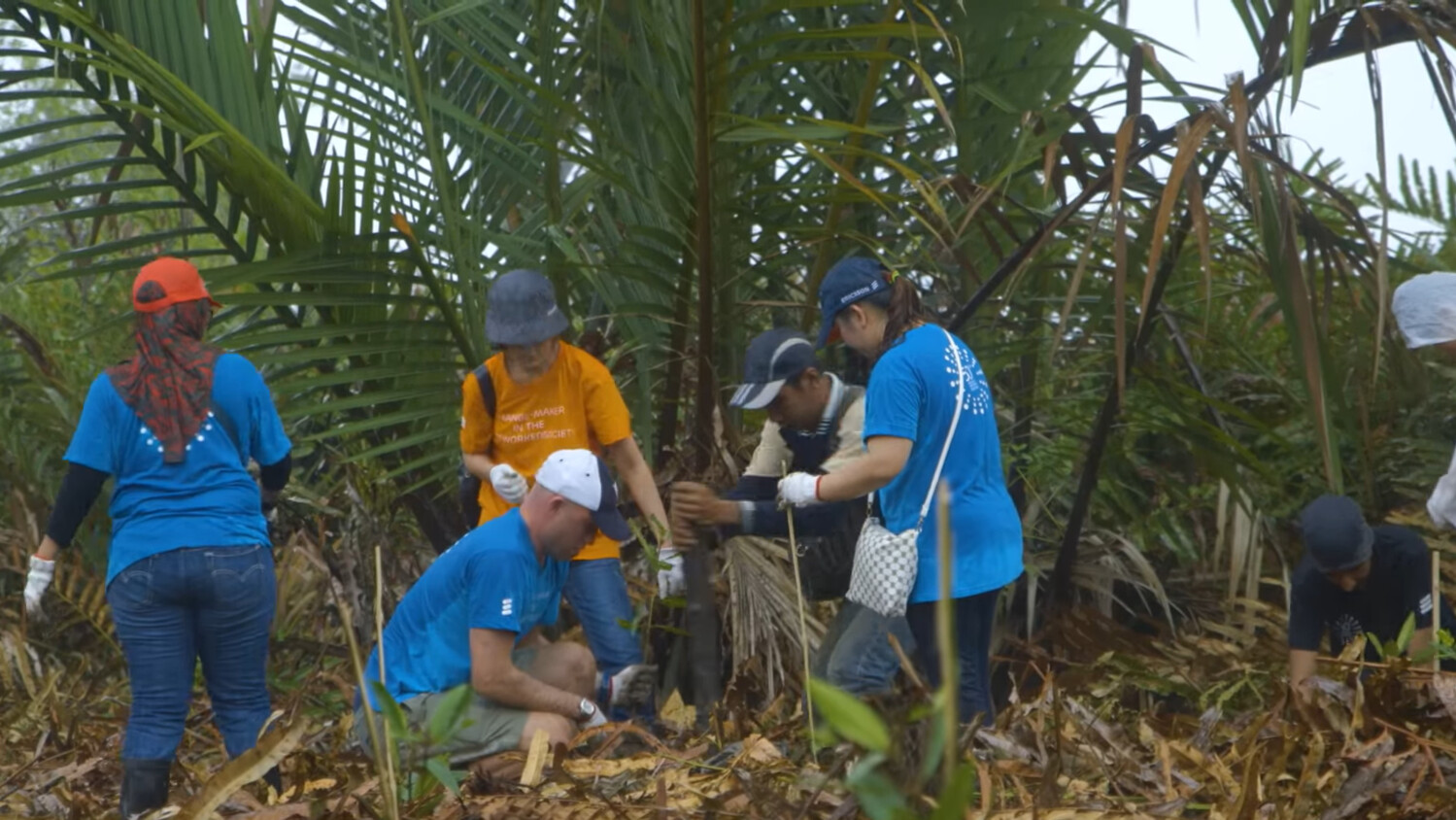 Connected mangroves